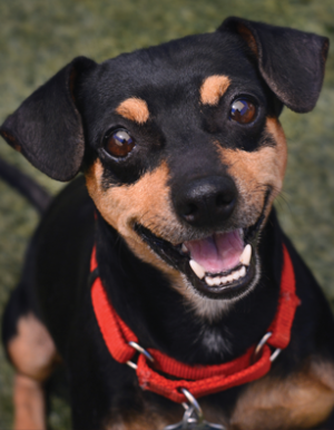 HumaneSocietyOfSedona