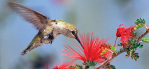 TheHummingbirdSociety