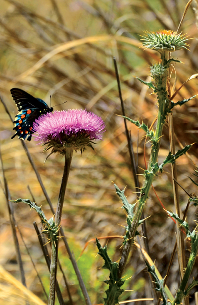 butterfly