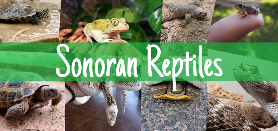 Sonoran Reptiles