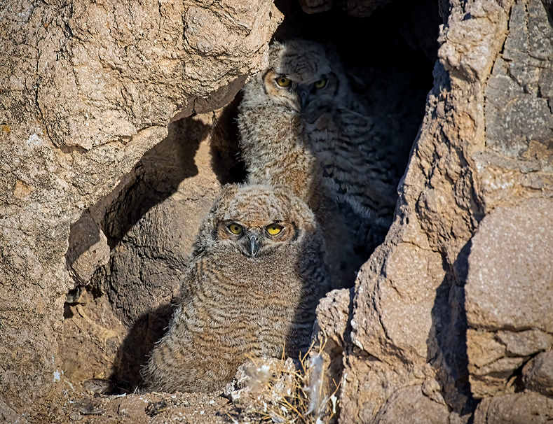 Owlets