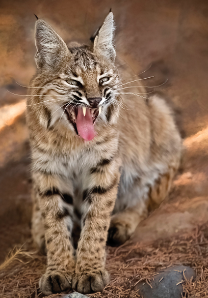 Bobcat