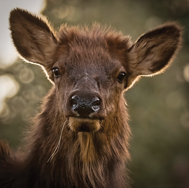 Elk